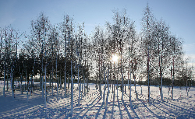 The snow and the birch